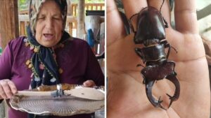 ظهور نادر لـ”خنفساء الأيل” المهددة بالانقراض وغرامة 557 ألف ليرة تركية لمن يؤذيها