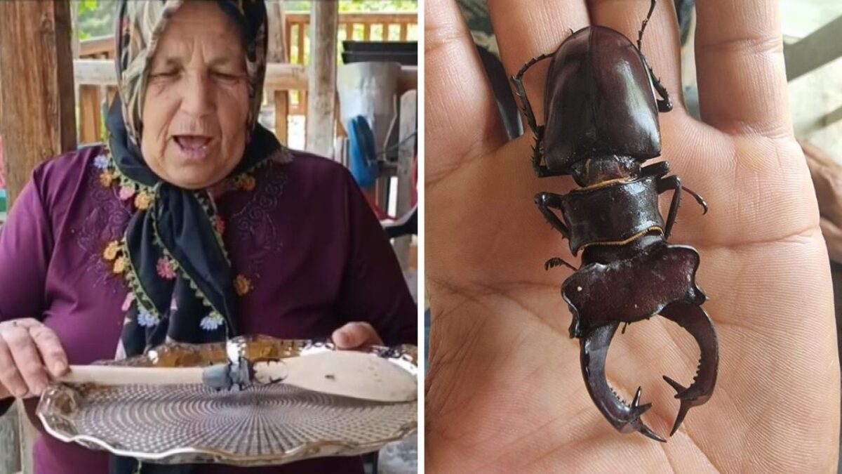 ظهور نادر لـ"خنفساء الأيل" المهددة بالانقراض وغرامة 557 ألف ليرة تركية لمن يؤذيها 3