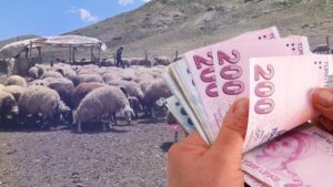 تركيا تُحدث تغييرًا في دعم مربي الماشية.. ما التفاصيل؟