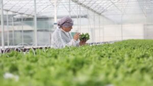 مشروع زراعي ضخم ينطلق في تركيا: إنتاج بمليارات الليرات وفرص عمل للنساء