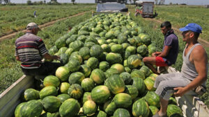انخفاض كبير في سعر البطيخ في تركيا!