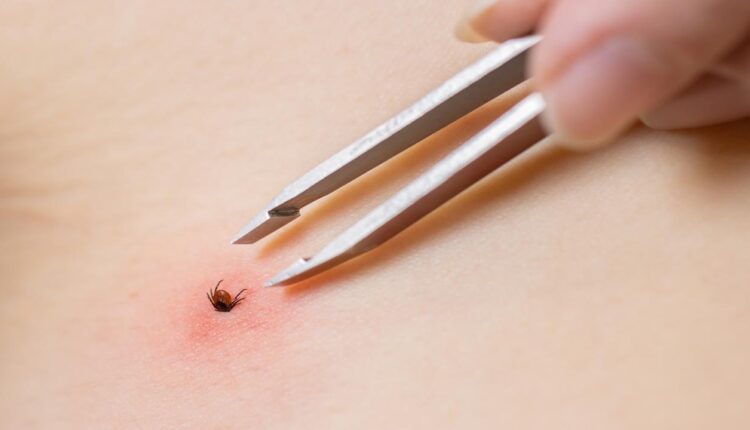 موجة وفيات بسبب القرادة في تركيا