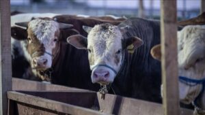 هل يجوز شراء الأضحية بالتقسيط أو بطاقة الائتمان في تركيا؟ إليك الحكم الشرعي والشروط