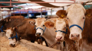 تعرّف على عدد الأضاحي التي تُذبح في تركيا.. وقيمة جلودها قد تفاجئك!