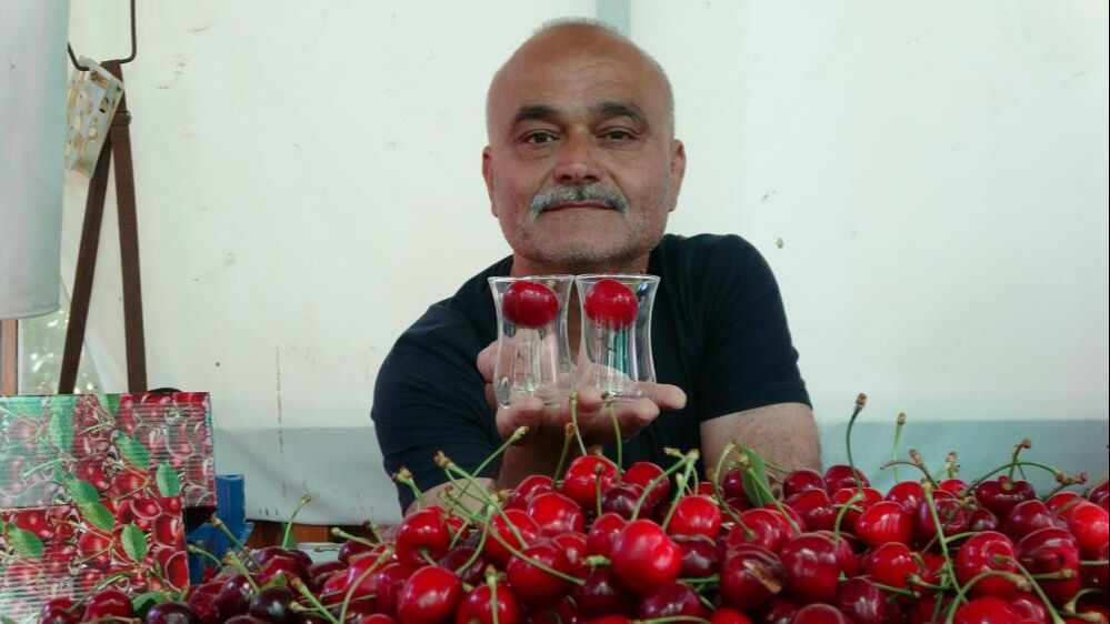 بدء حصاد الكرز التركي العملاق في لابسيكي.. سعر الكيلو يصل إلى 700 ليرة! 9