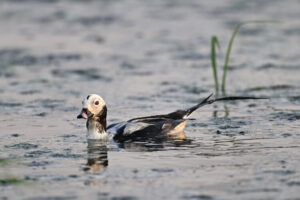 طائر نادر يظهر للمرة الأولى في غازي عنتاب ويخطف عدسات الكاميرا