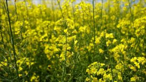 محصول في أدرنة يُباع بسعر قياسي.. والمزارع يغادر بهدية غير متوقعة