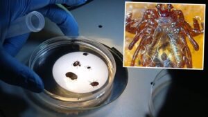 تركيا تسجّل نوعًا جديدًا من القراد قد ينقل 30 مرضًا خطيرًا