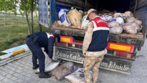 ضبط في وان! مفاجأة صادمة داخل الأكياس: جميعها كانت ميتة…