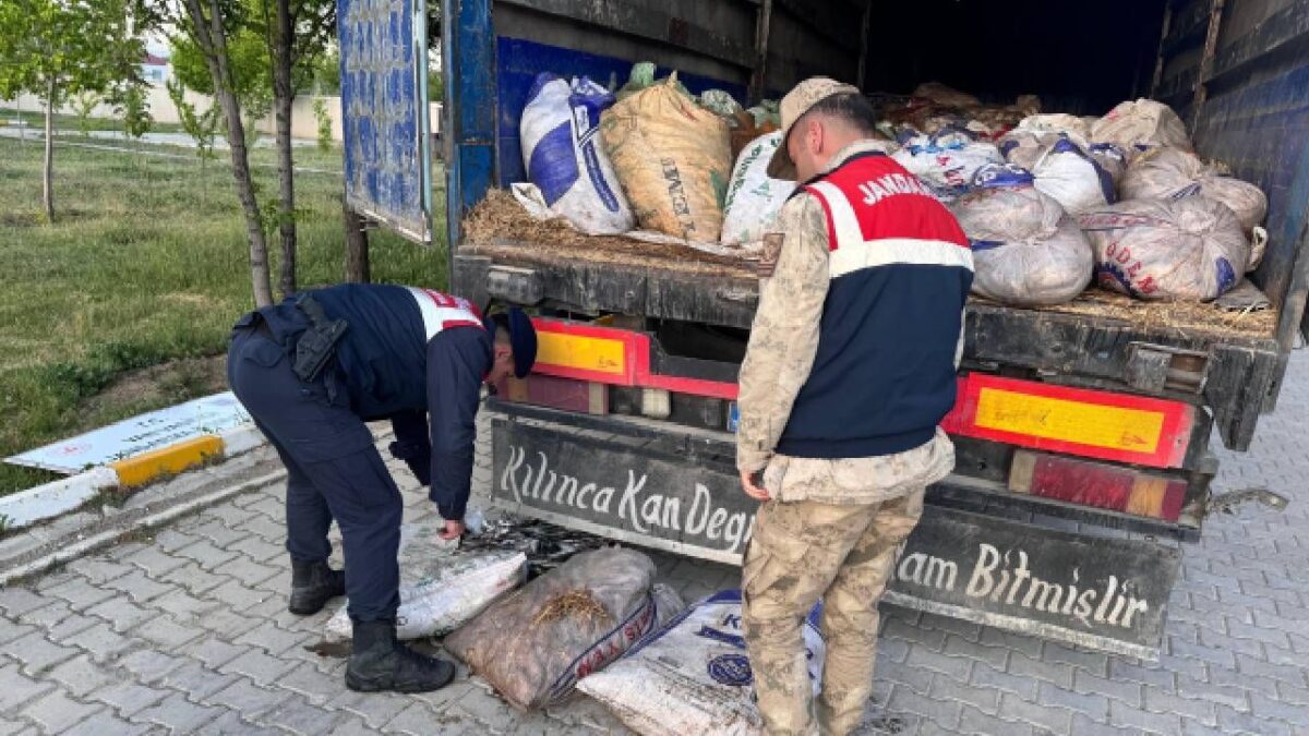 ضبط في وان! مفاجأة صادمة داخل الأكياس: جميعها كانت ميتة... 1