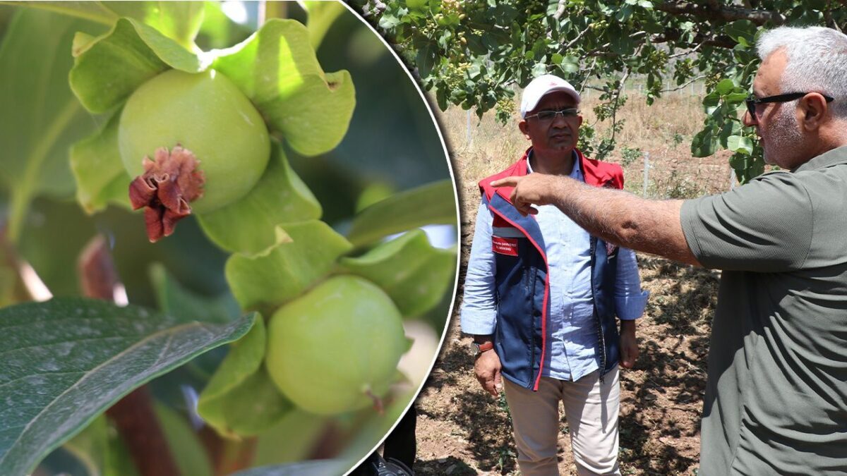 فاكهة تُزهر بعد سنوات في قلب تركيا.. وهذا ما ينتظر المزارعين في نوفمبر 1