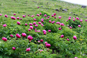 تظهر لـ10 أيام فقط.. غرامة 557 ألف تركية ليرة لقطف “شقائق النعمان”