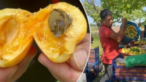 رقم قياسي لمشمش إغدير في 2025: 350 كغم من الشجرة الواحدة!