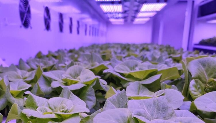 أكثر من ألفي صنف محلي مسجل في الزراعة التركية