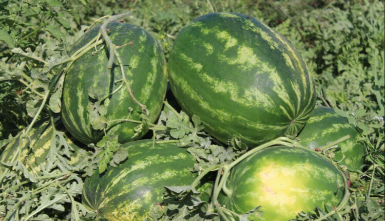 طوابير طويلة على البطيخ في تركيا