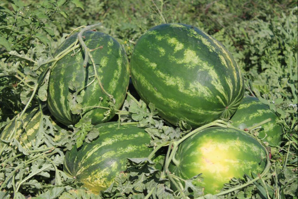 طوابير طويلة على البطيخ في تركيا