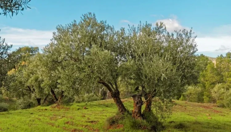 ثروة تحت جذور الزيتون... تركيا تبدأ التنقيب بشرط “اقتلاع منظم”