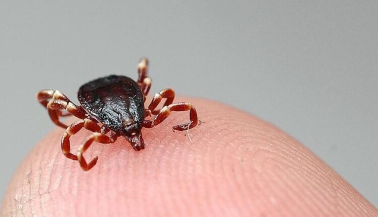 لدغات القراد تصل إلى البرلمان التركي.. ماذا يحدث؟