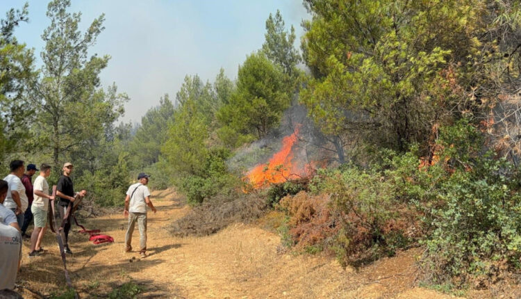 النحل وراء إشعال النيران في مانيسا التركية