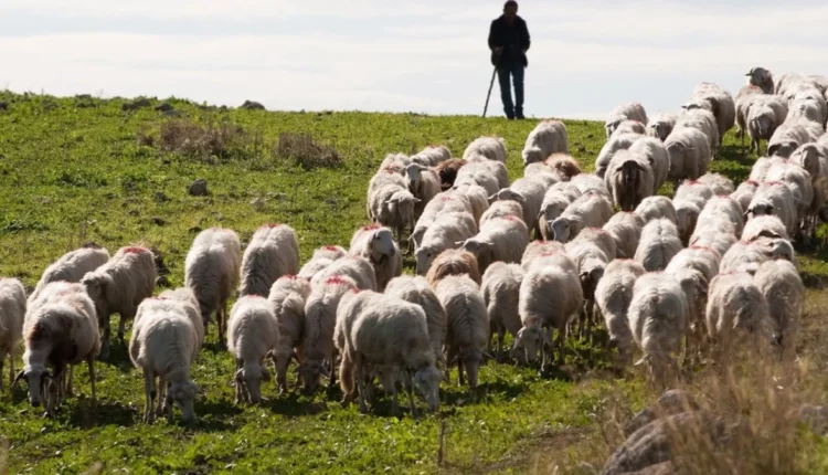 تركيا تبدأ رسمياً استقبال طلبات عمل للرعاة الأجانب.. التفاصيل كاملة