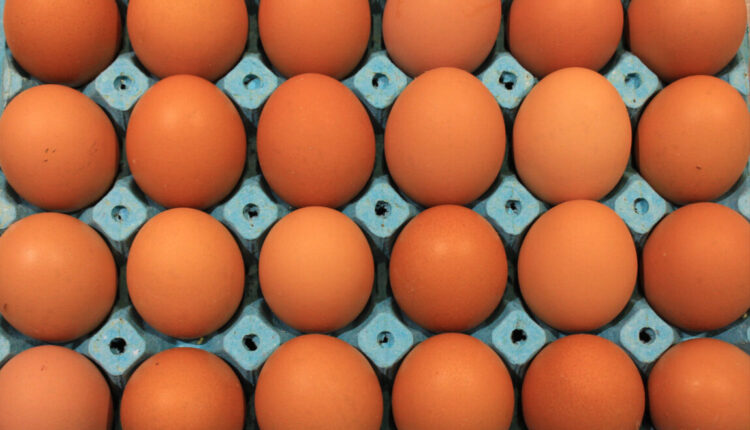 تركيا تفقد ملايين البيض