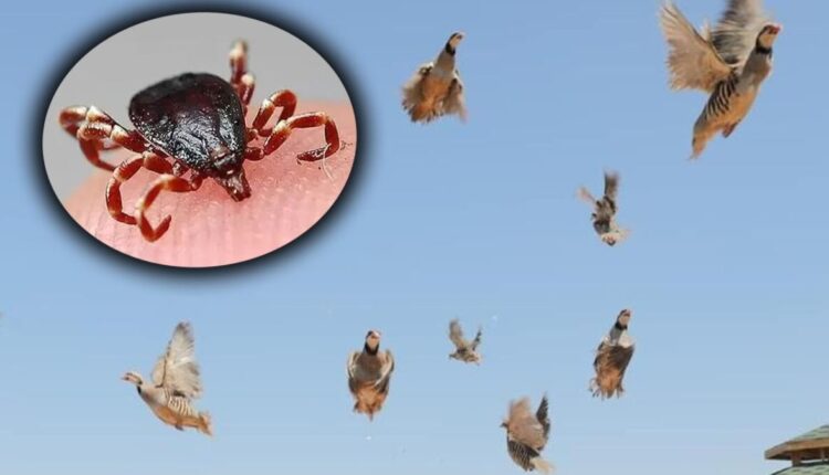 تركيا.. انطلاق آلاف طيور الحجل لمواجهة حشرة القرادة القاتلة