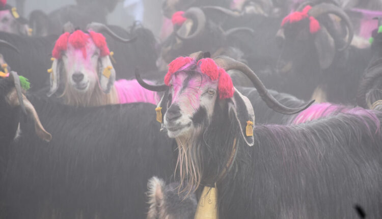 تقليد تركي عمره 118 عاماً يثير الدهشة! من يشاهده يتساءل عن سره