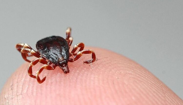 حشرة القراد تفتك بشخصين في تركيا