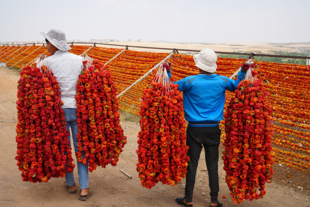 غازي عنتاب تطلق موسم تجفيف الخضروات الأسعار تبدأ من 150 ليرة