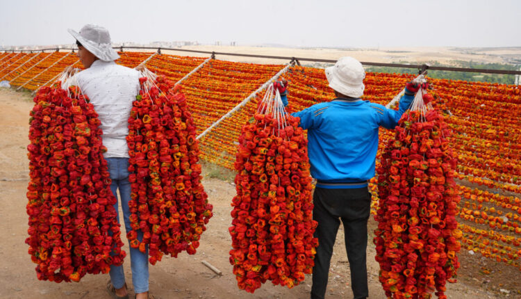 غازي عنتاب تطلق موسم تجفيف الخضروات.. الأسعار تبدأ من 150 ليرة