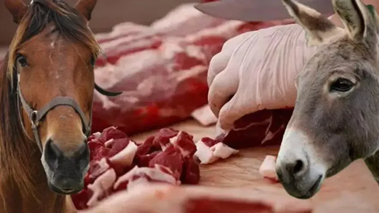 فضيحة غذائية جديدة في تركيا.. لحم "حصان وحمار" بدلاً من لحم البقر!