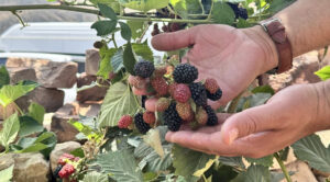 تركيا تبدأ الإنتاج في الجبال بدعم 34 مليون ليرة! المزارعون متفائلون والهدف الوصول لـ 1000 طن