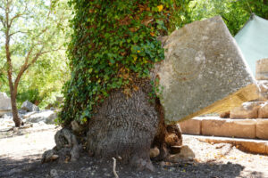 في مشهد لا يُصدق.. شجرة ترفع قطعة من تابوت أثري في أنطاليا