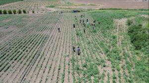 في تركيا.. يعملون تحت حرارة 40 درجة مقابل أجر يومي قدره 650 ليرة!