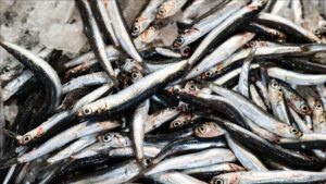 منتجات بحرية تركية تغزو الأسواق العالمية.. وروسيا أكبر الزبائن