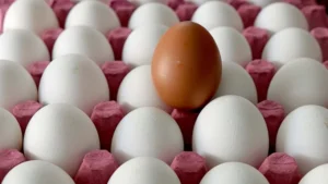 من الآن فصاعدًا.. البيض في تركيا لا يُرمى قبل الوقت الحقيقي!