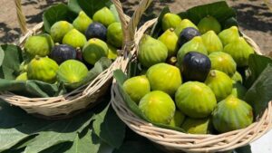 تين آيدين التركية.. طلبات متدفقة وسعر معقول يشعل الأسواق!