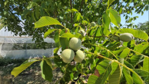 منتج تركي فاخر يستعد لغزو الأسواق العالمية.. موسم استثنائي في بتليس 31