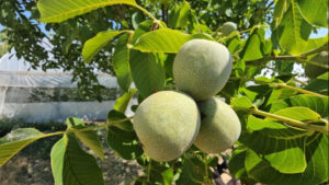 منتج تركي فاخر يستعد لغزو الأسواق العالمية.. موسم استثنائي في بتليس 33
