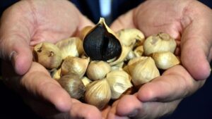 ثوم “تاشكوبرو” التركي.. منتج مسجّل أوروبيًا تصل أسعاره إلى 200 ليرة