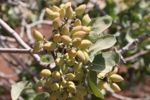 فستق كيليس على المحك.. سر النكهة في البقلاوة التركية يواجه خطر الجفاف