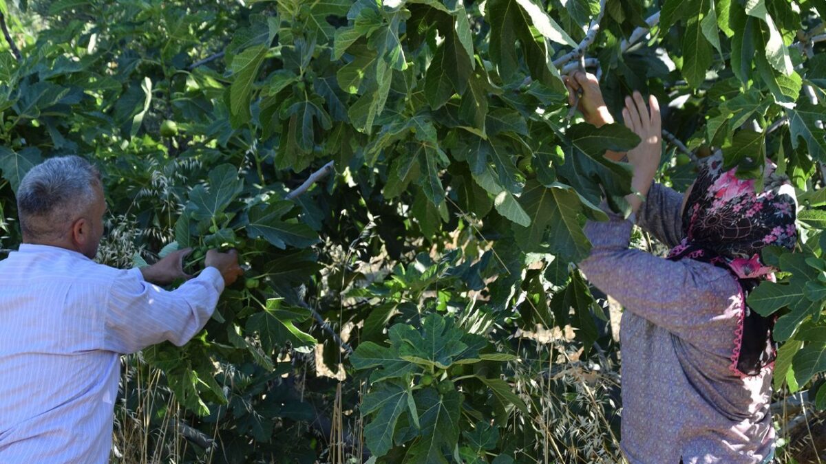 ثمرة تُجنى 7 مرات في العام.. التين التركي يغزو الأسواق العالمية 1