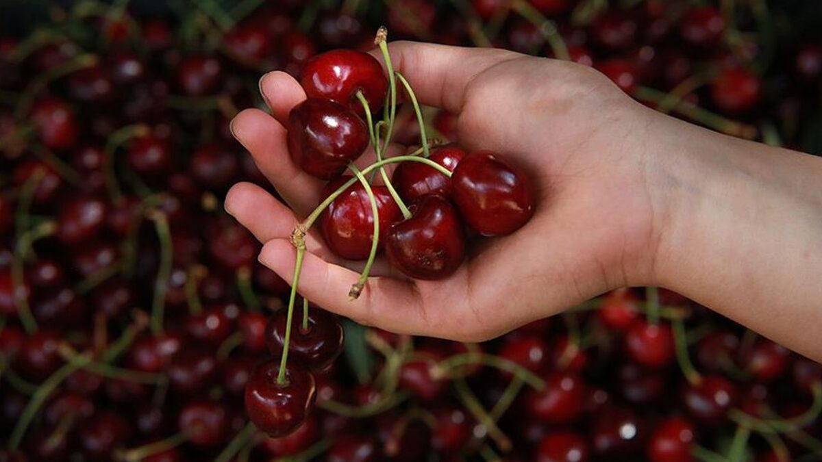 حبة كرز واحدة بـ8.40 ليرة! سعر يُشعل الجدل في تركيا 15