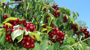 كرز قونية يُخيّب الآمال ويربك السوق التركي!