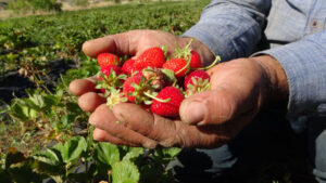 في تركيا.. الفراولة تشتعل! طلب جنوني وأسعار تقفز لأربعة أضعاف