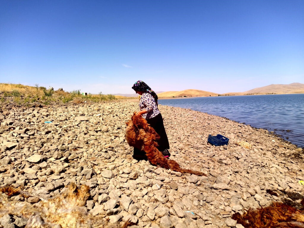 عادة غريبة مخصصة للأزواج الجدد فقط شرق تركيا! 1