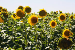 حقول شانلي أورفا الصفراء تسرق الأنظار… سر وراء تدفق العرسان والمصورين