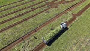 في تركيا.. البطيخ مجانًا والمزارعون يدفعون الثمن