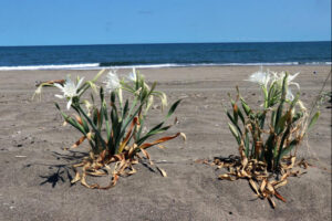 غرامة صادمة لمن يلمس هذه الزهرة في تركيا! 11