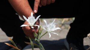 غرامة صادمة لمن يلمس هذه الزهرة في تركيا!